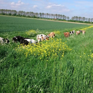 koeien in de polder